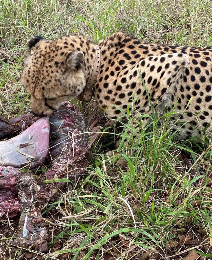Overnight Stop Before Kruger National Park พาลาบอร์วา ภายนอก รูปภาพ